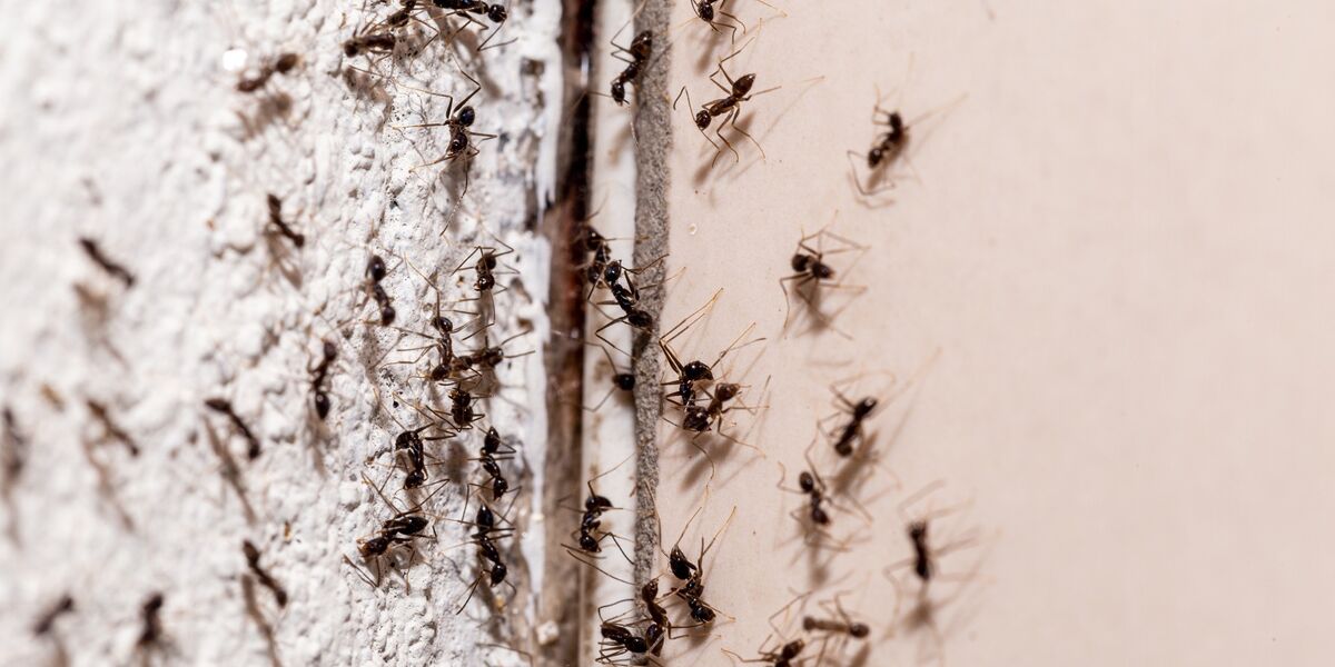 Ameisen Hauswand