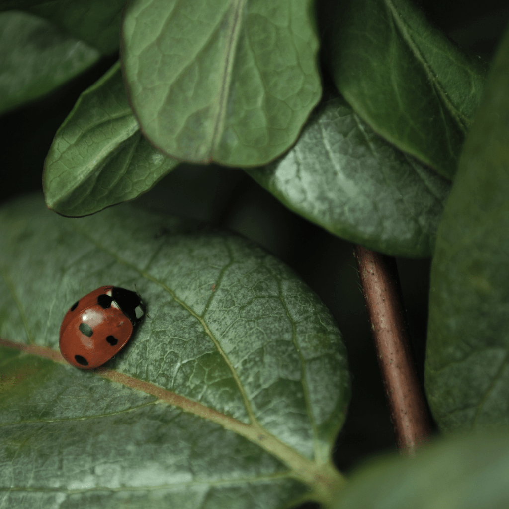 Marienkäfer sitzt auf grünen Blättern