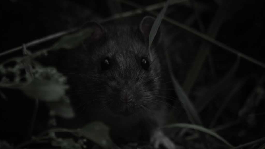 Ratte sitzt in hohem Gras und blickt in Kamera