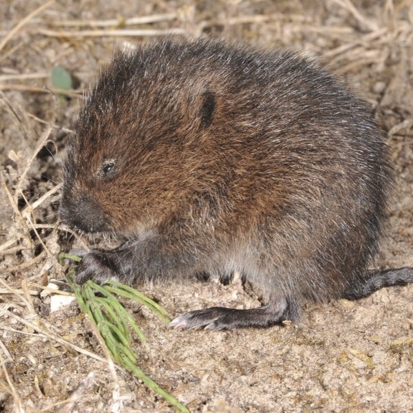 Erdmaus isst Grashalm auf trockenem Heuboden
