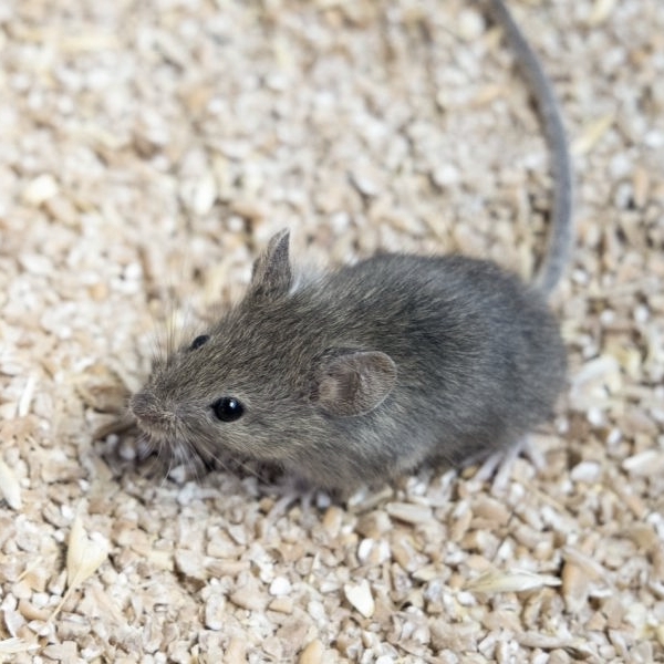 Hausmaus die über Sand läuft