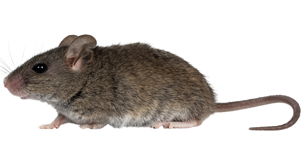 Freigestellte Seitenansicht einer Maus