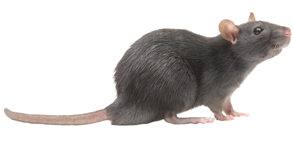 Freigestellte Seitenansicht einer Ratte