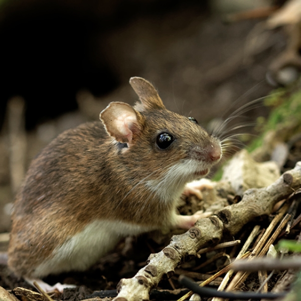 Gelbhalsmaus im Laub auf Waldboden