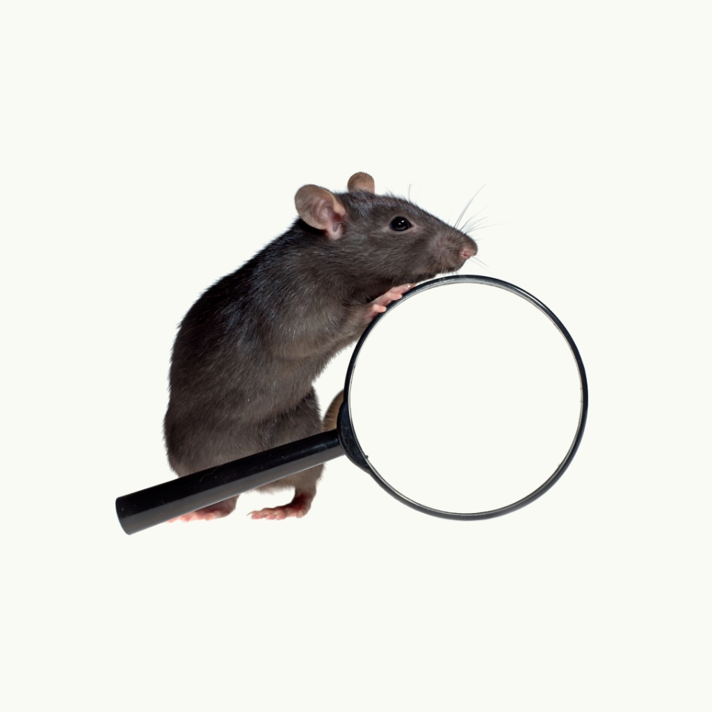 Ratte mit Lupe