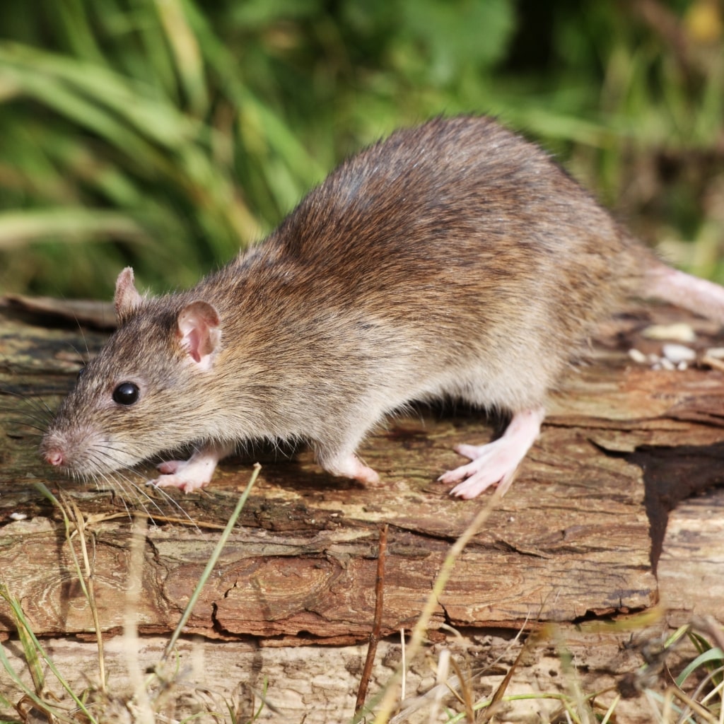 Wanderratte auf einer Mauer