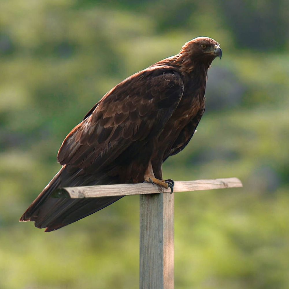 Raubvogel-Ansitzstange Vogel- und Taubenabwehr