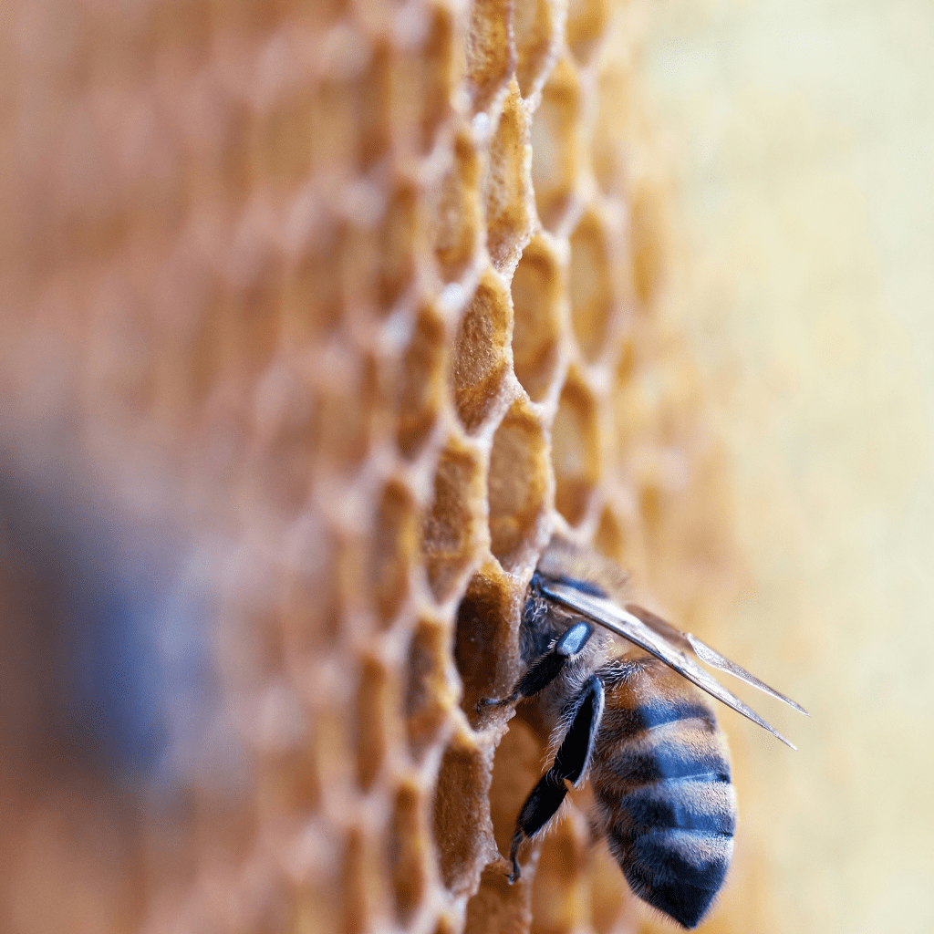 Biene mit dem Kopf in einer Wabe