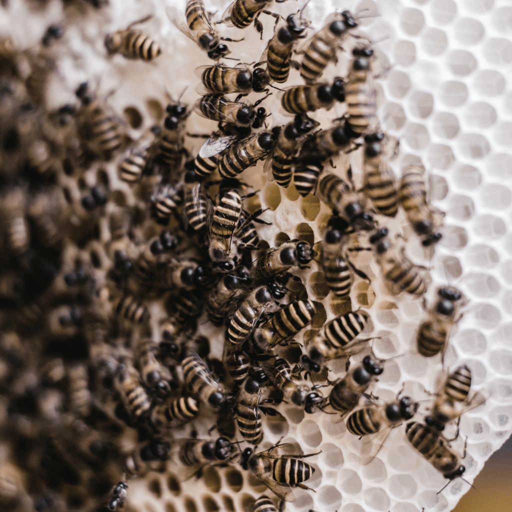 Bienen Arbeiterinnen bauen Bienenstock