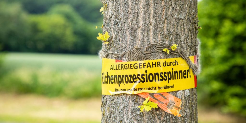 Eichenprozessionsspinner Warnung