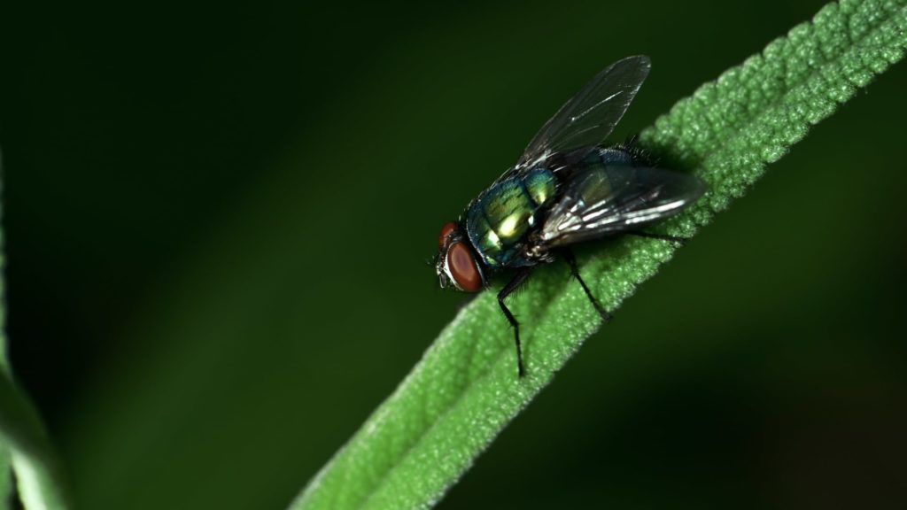 Nahaufnahme einer Fliege auf einem grünen Blatt