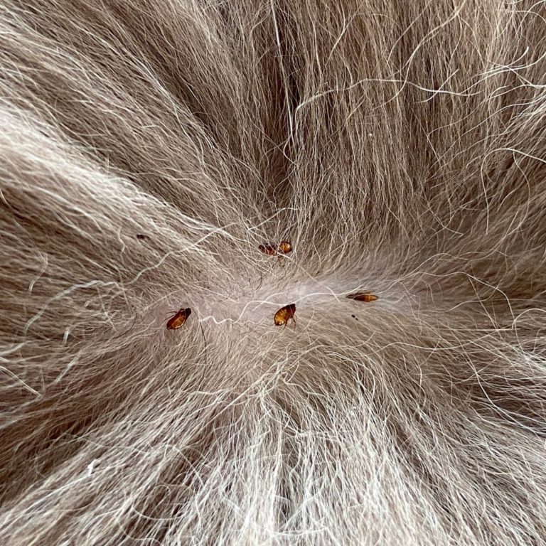 Flöhe schnell und effektiv bekämpfen ohne Chemie