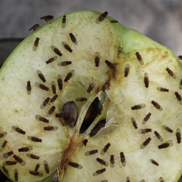 Viele Fruchtfliegen sitzen auf Apfel
