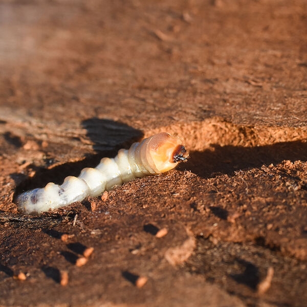 Nahaufnahme Holzwurm auf Holzoberfläche