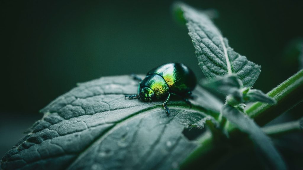 Käfer in Regenbogenfarben sitz auf Blatt