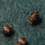 Wie Man Teppichkäfer In 8 Schritten Loswird | Homify - Foto 5