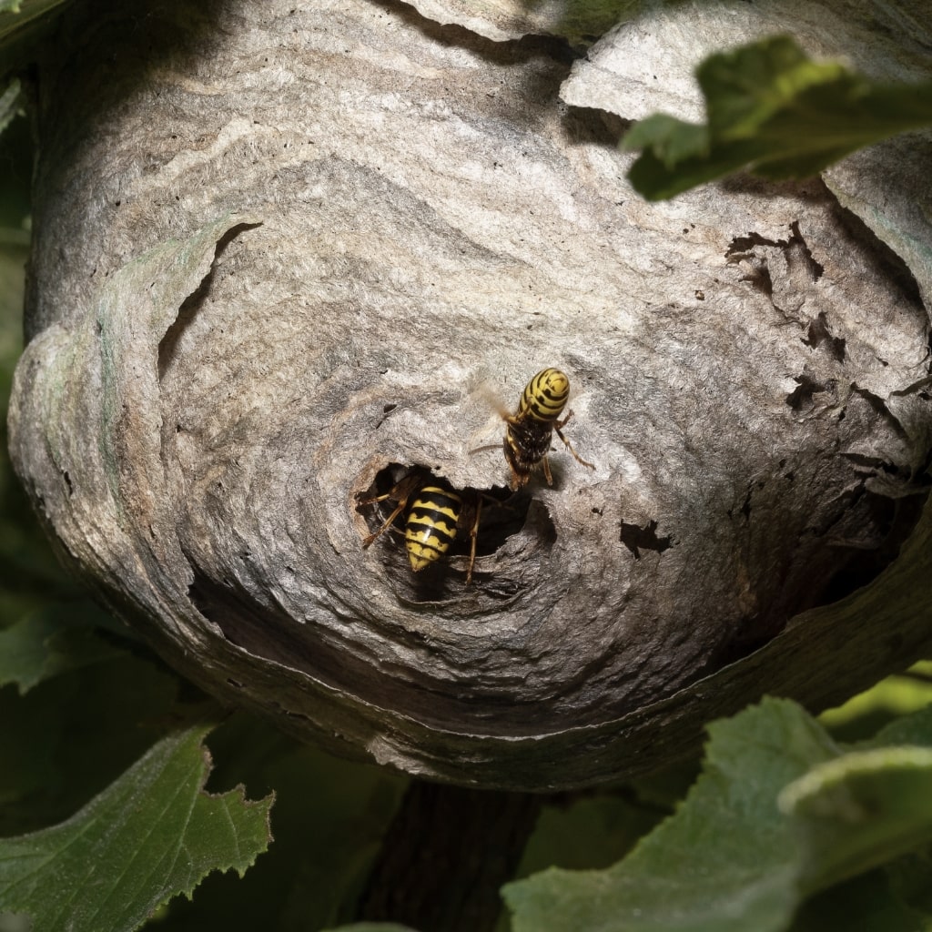 Wespennest mit zwei Wespen die durch die Öffnung in das Nest fliegen